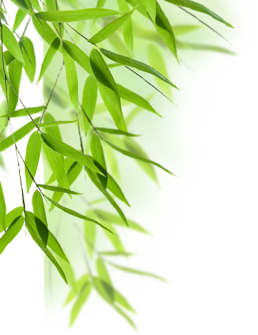 Bamboo leaves